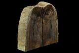 Petrified Wood Bookends - Oregon #125077-1